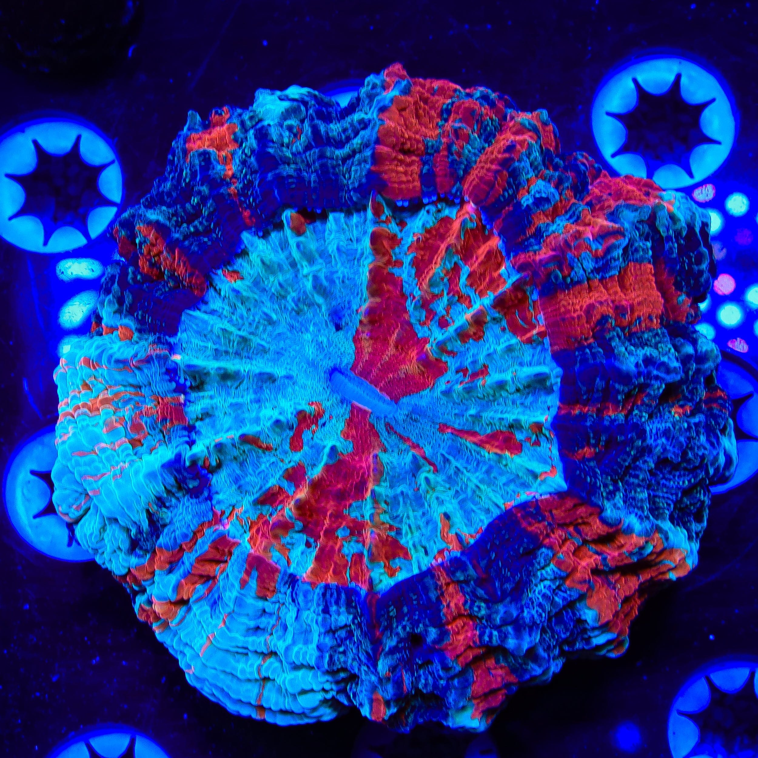 Rainbow Acanthophyllia Coral