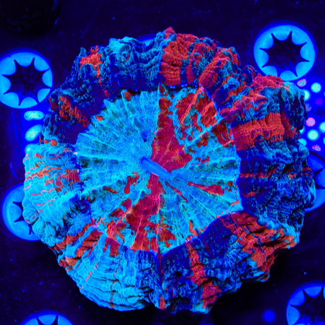 Rainbow Acanthophyllia Coral