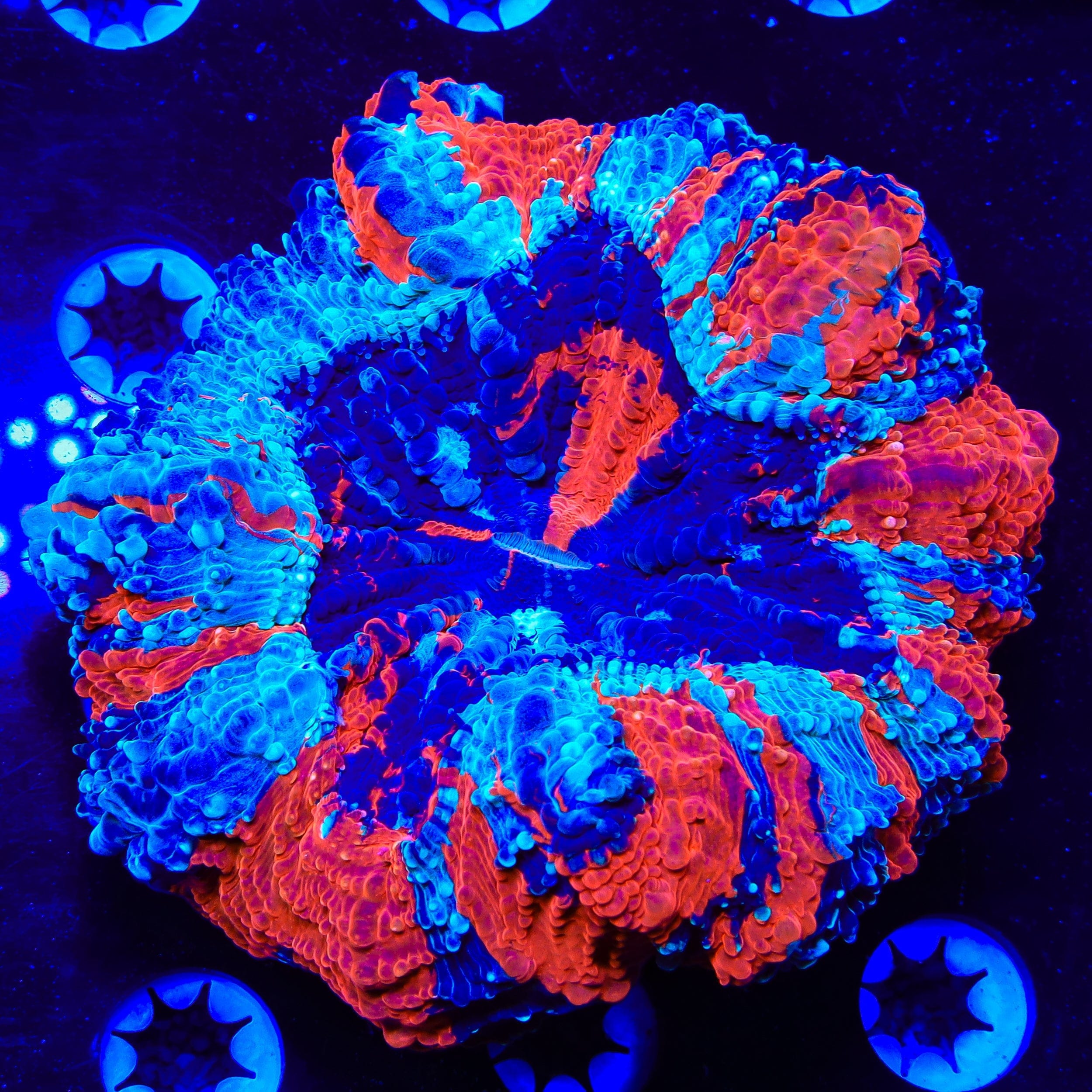Rainbow Acanthophyllia Coral