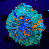 Rainbow Acanthophyllia Coral