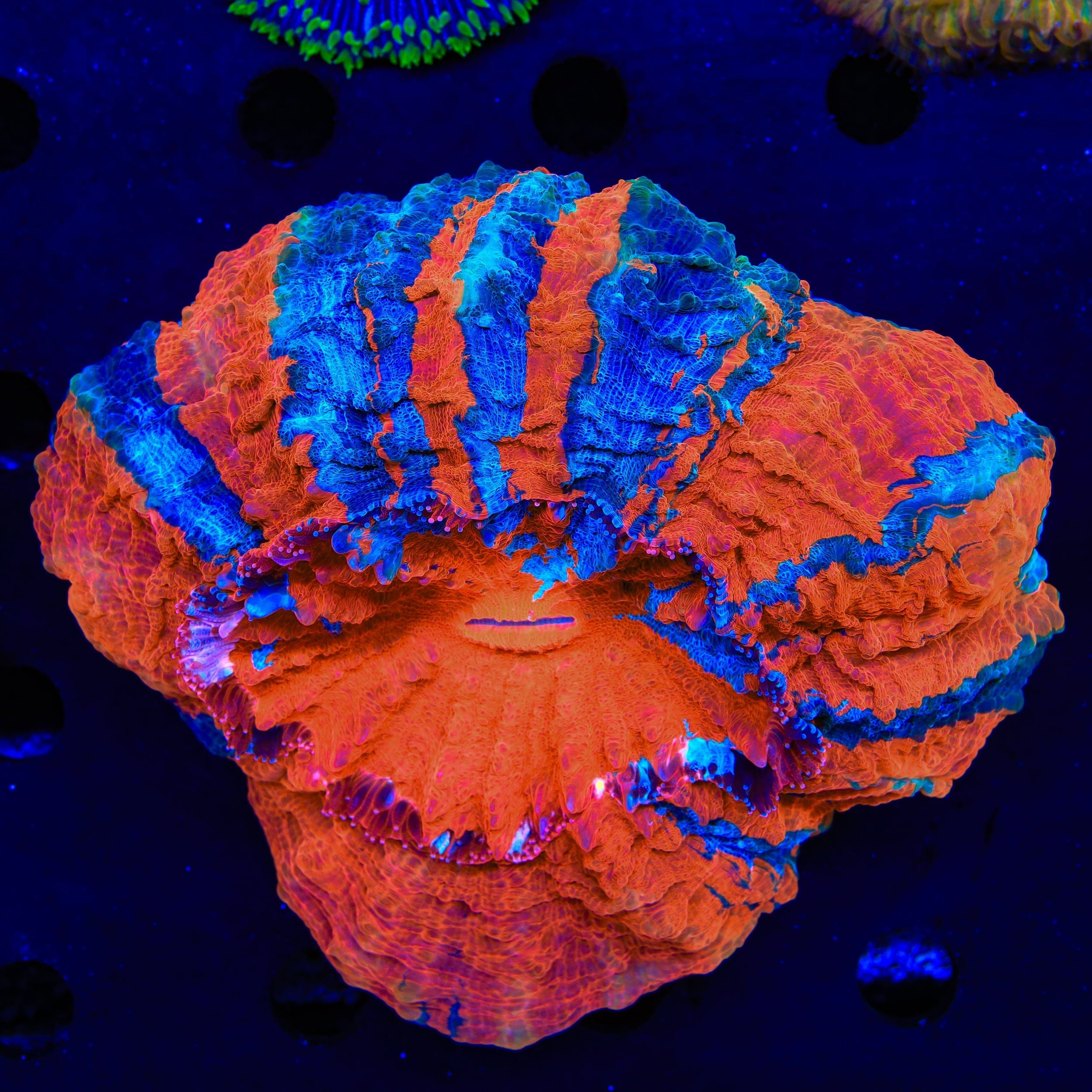 Rainbow Acanthophyllia Coral