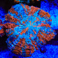 Rainbow Acanthophyllia Coral