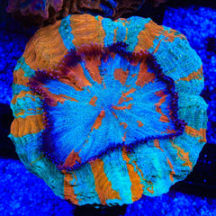 Rainbow Acanthophyllia Coral
