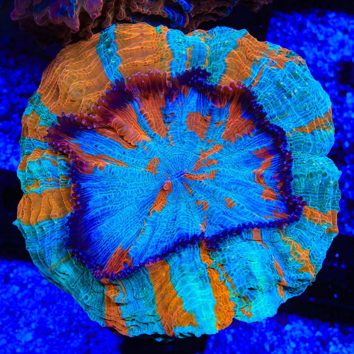Rainbow Acanthophyllia Coral