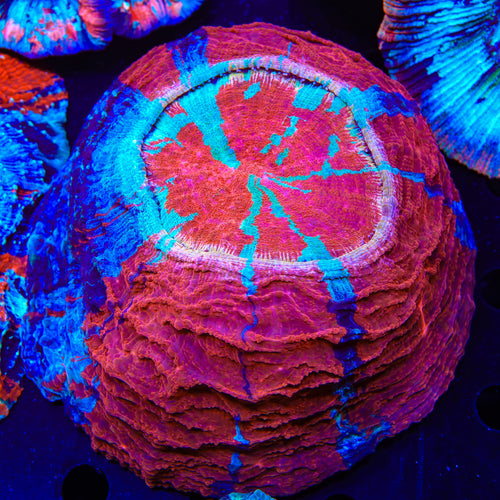 Rainbow Acanthophyllia Coral