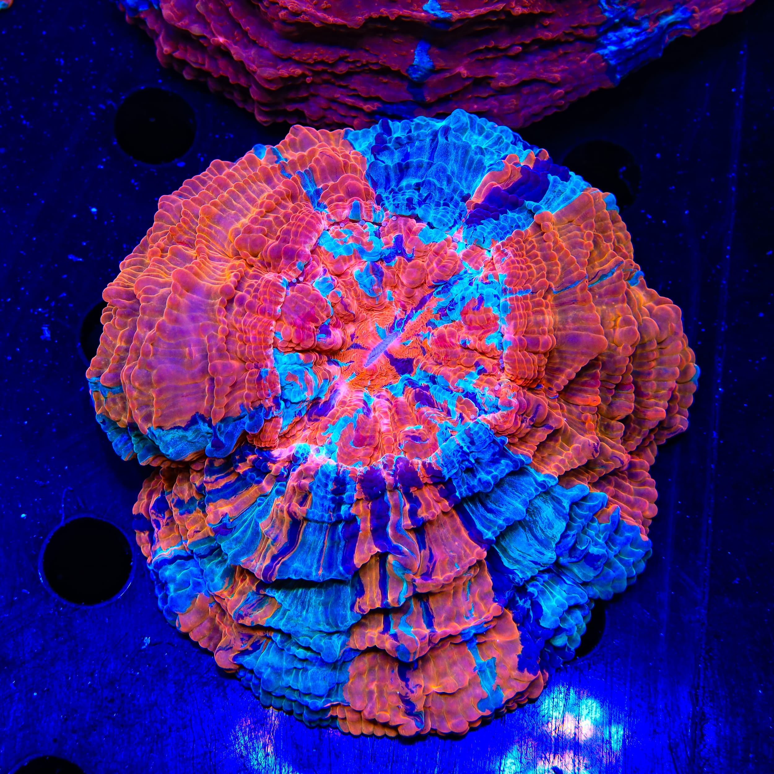 Rainbow Acanthophyllia Coral