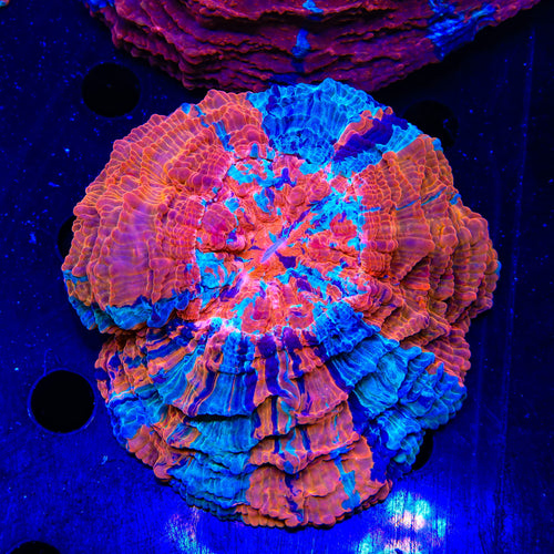 Rainbow Acanthophyllia Coral