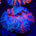Rainbow Acanthophyllia Coral