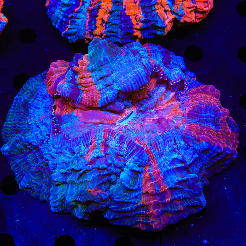 Rainbow Acanthophyllia Coral