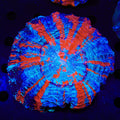 Rainbow Acanthophyllia Coral