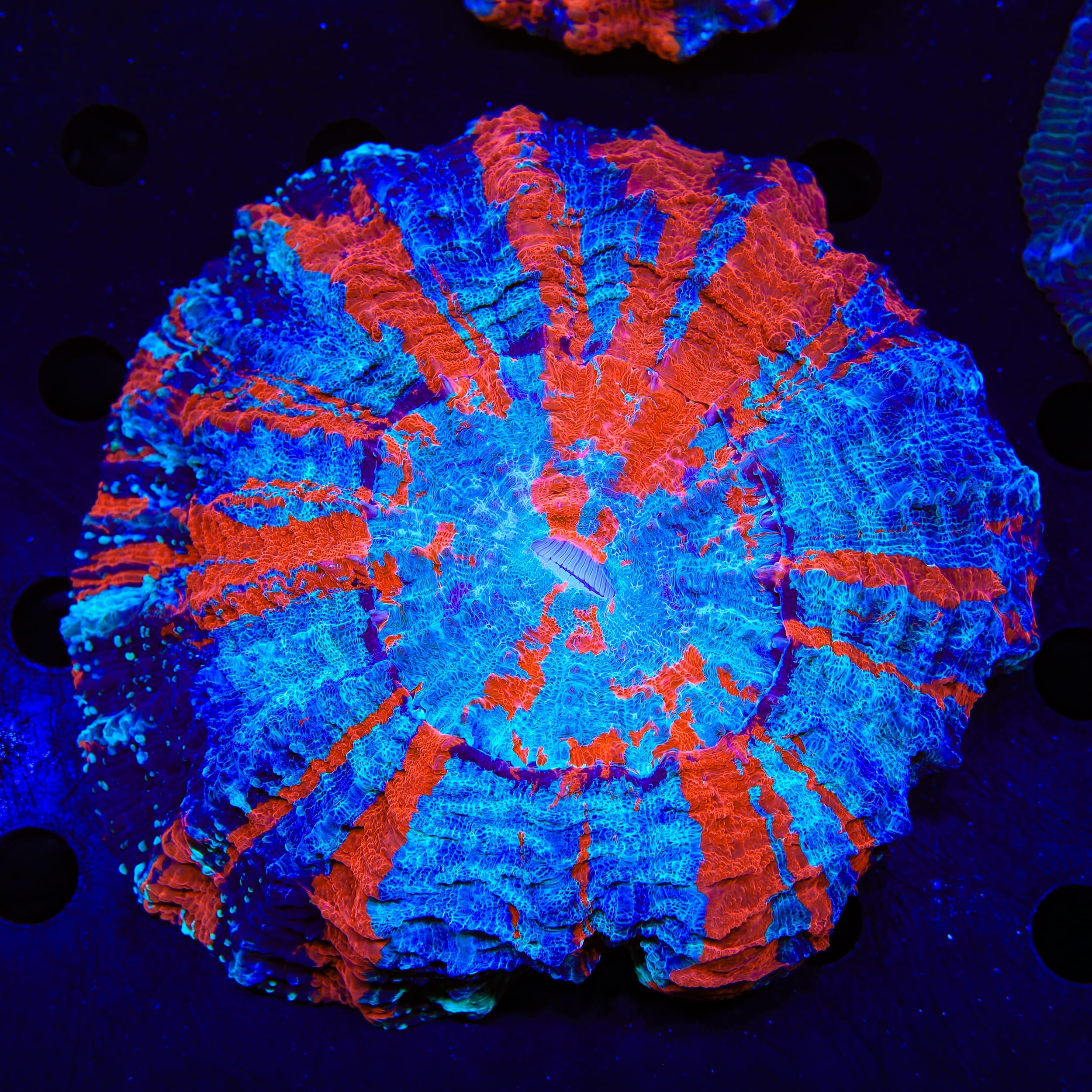 Rainbow Acanthophyllia Coral
