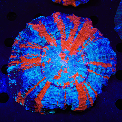 Rainbow Acanthophyllia Coral
