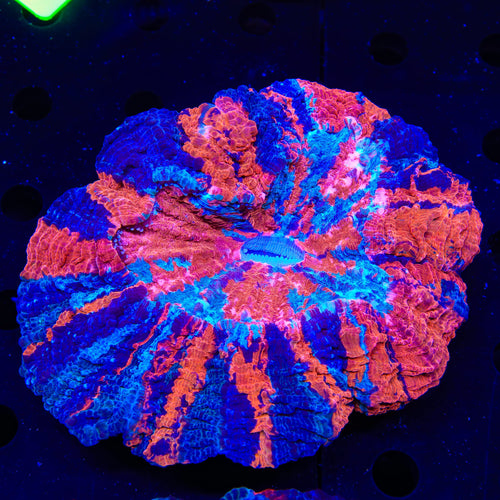 Rainbow Acanthophyllia Coral