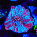 Rainbow Australomussa Coral