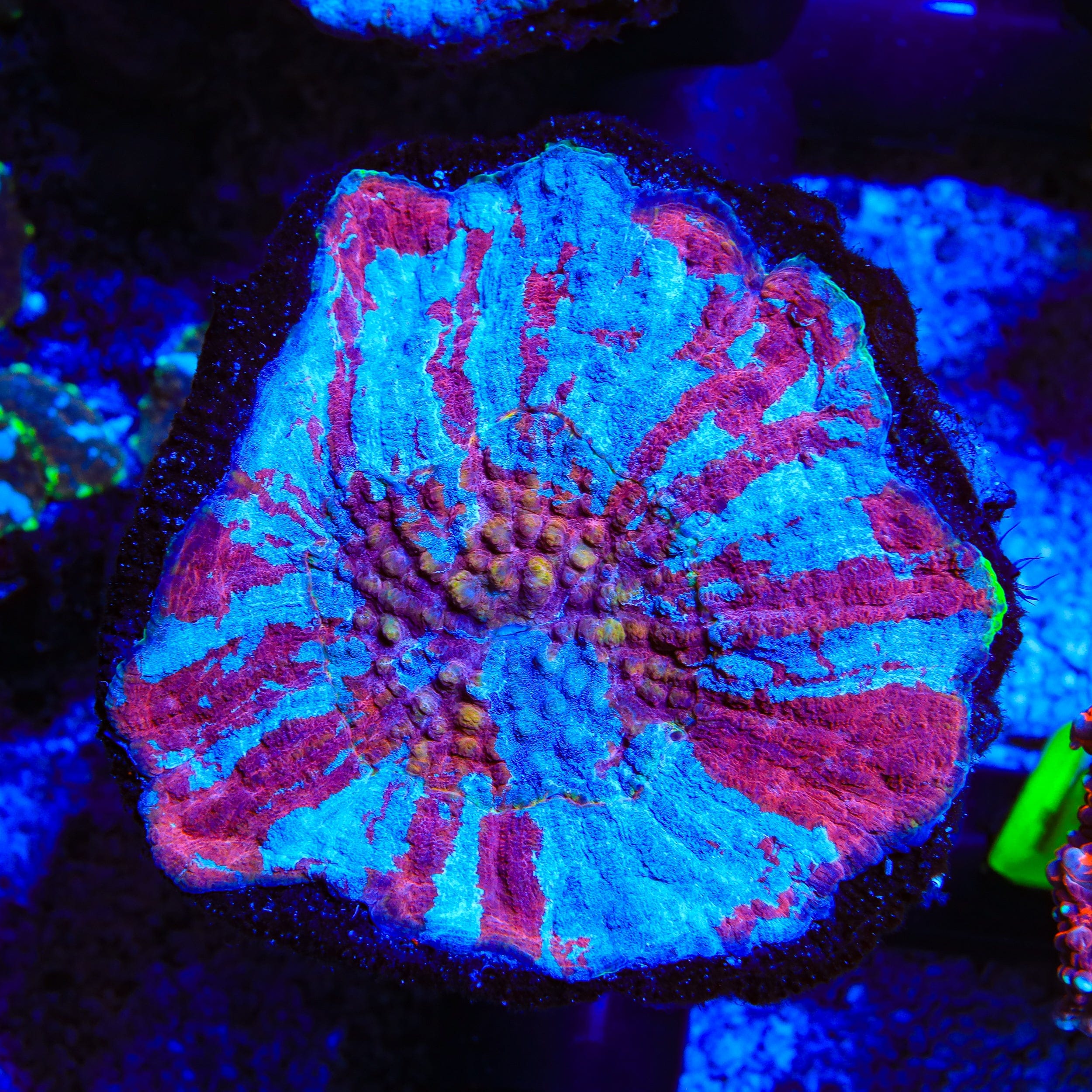 Rainbow Australomussa Coral
