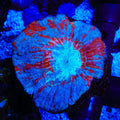 Rainbow Australomussa Coral