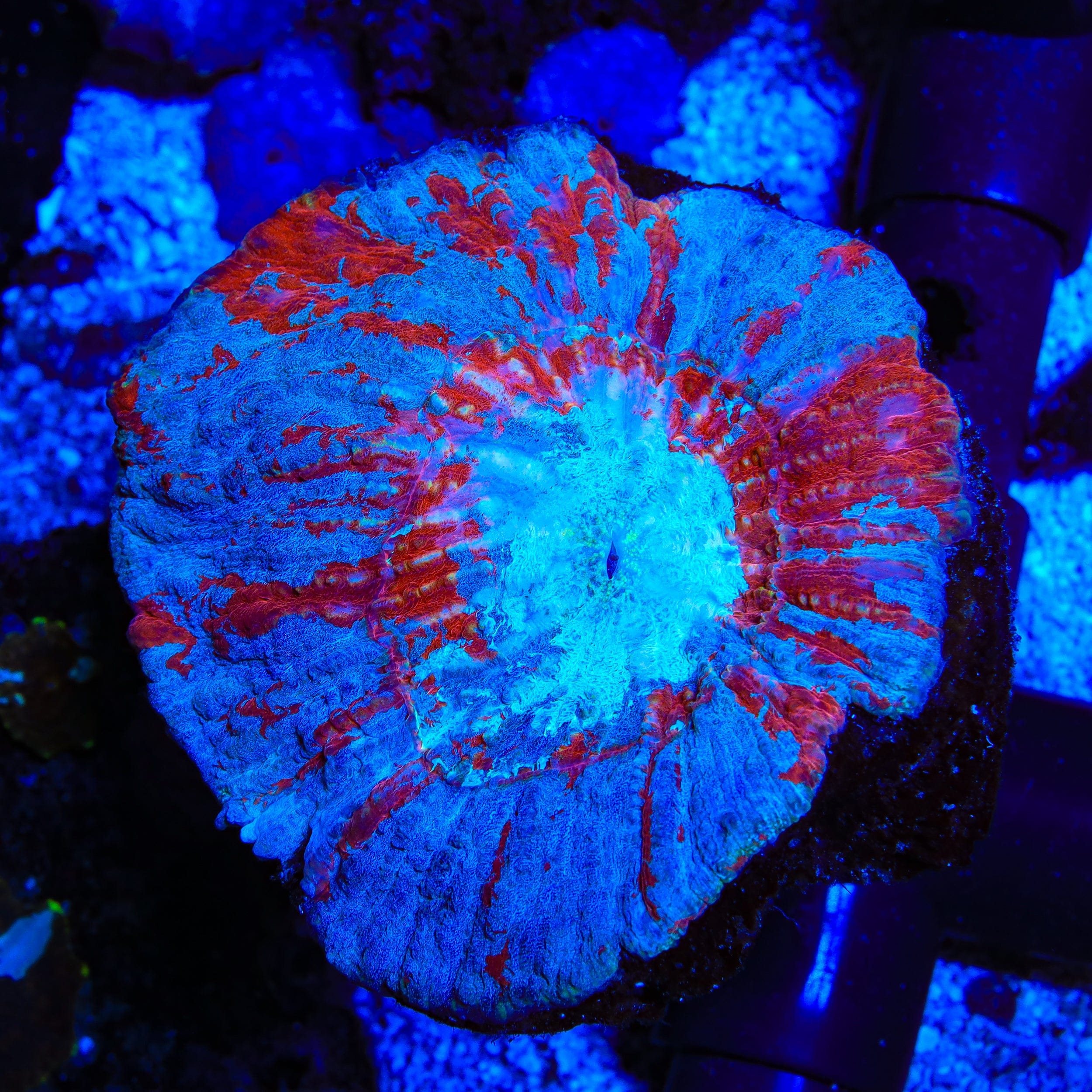 Rainbow Australomussa Coral