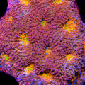 Rainbow Blast Echinata Coral
