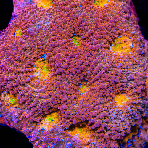 Rainbow Blast Echinata Coral