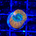 Rainbow Bowerbankii Coral