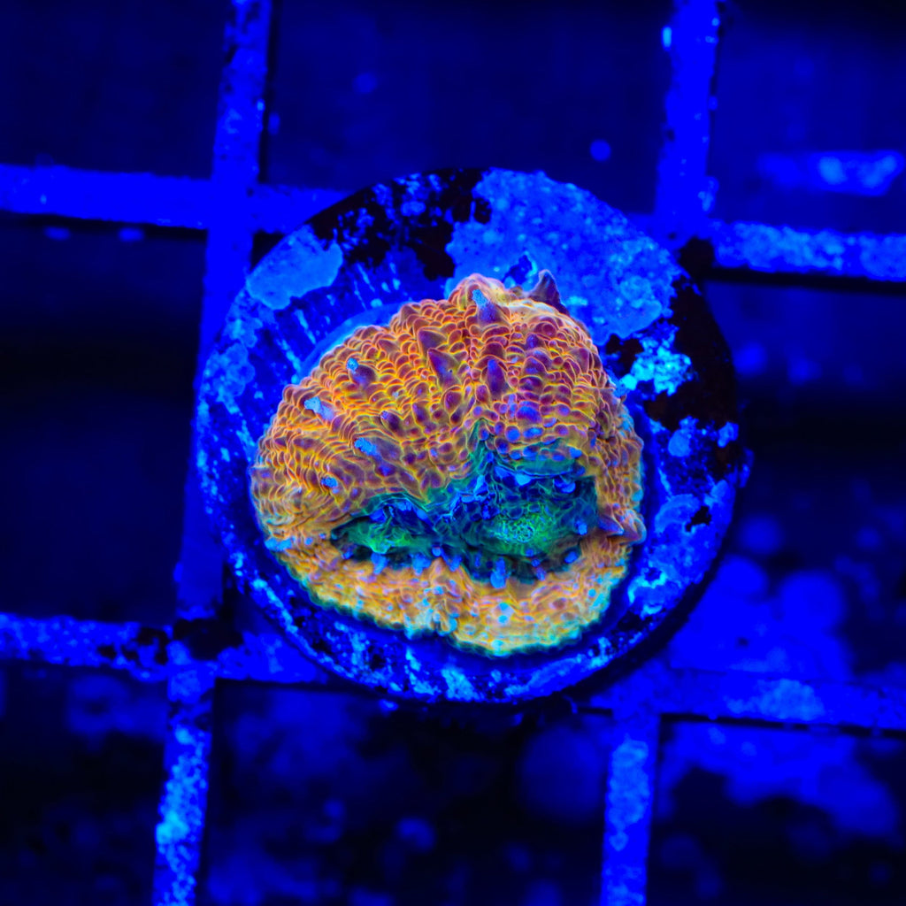 Rainbow Bowerbankii Coral