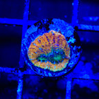 Rainbow Bowerbankii Coral