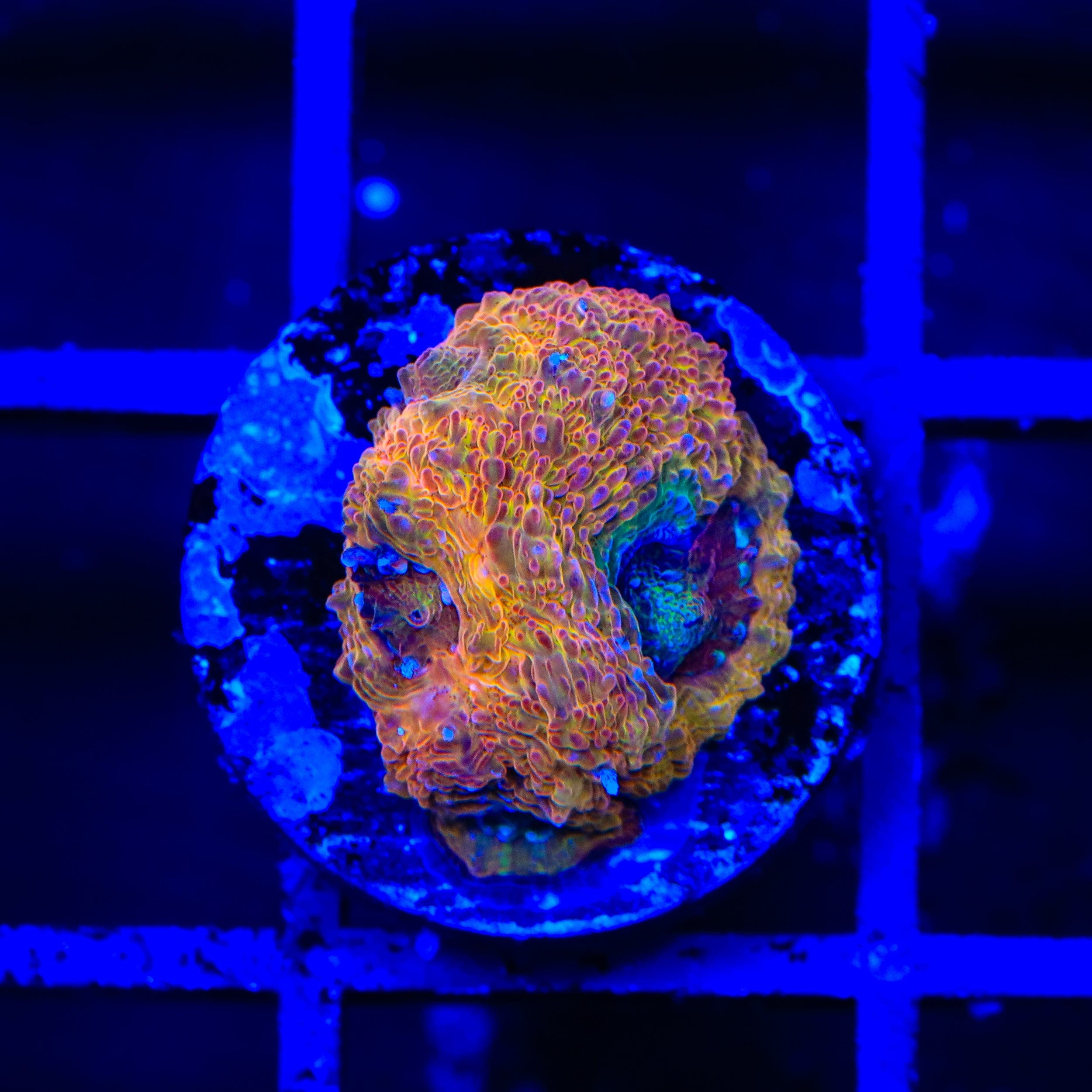 Rainbow Bowerbankii Coral