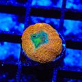 Rainbow Bowerbankii Coral