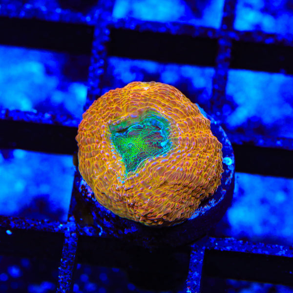 Rainbow Bowerbankii Coral