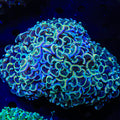Rainbow Hammer Colony Coral