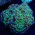 Rainbow Hammer Colony Coral