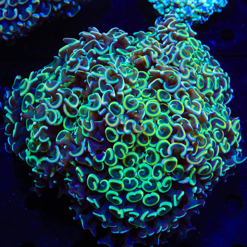 Rainbow Hammer Colony Coral