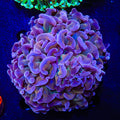Rainbow Hammer Colony Coral