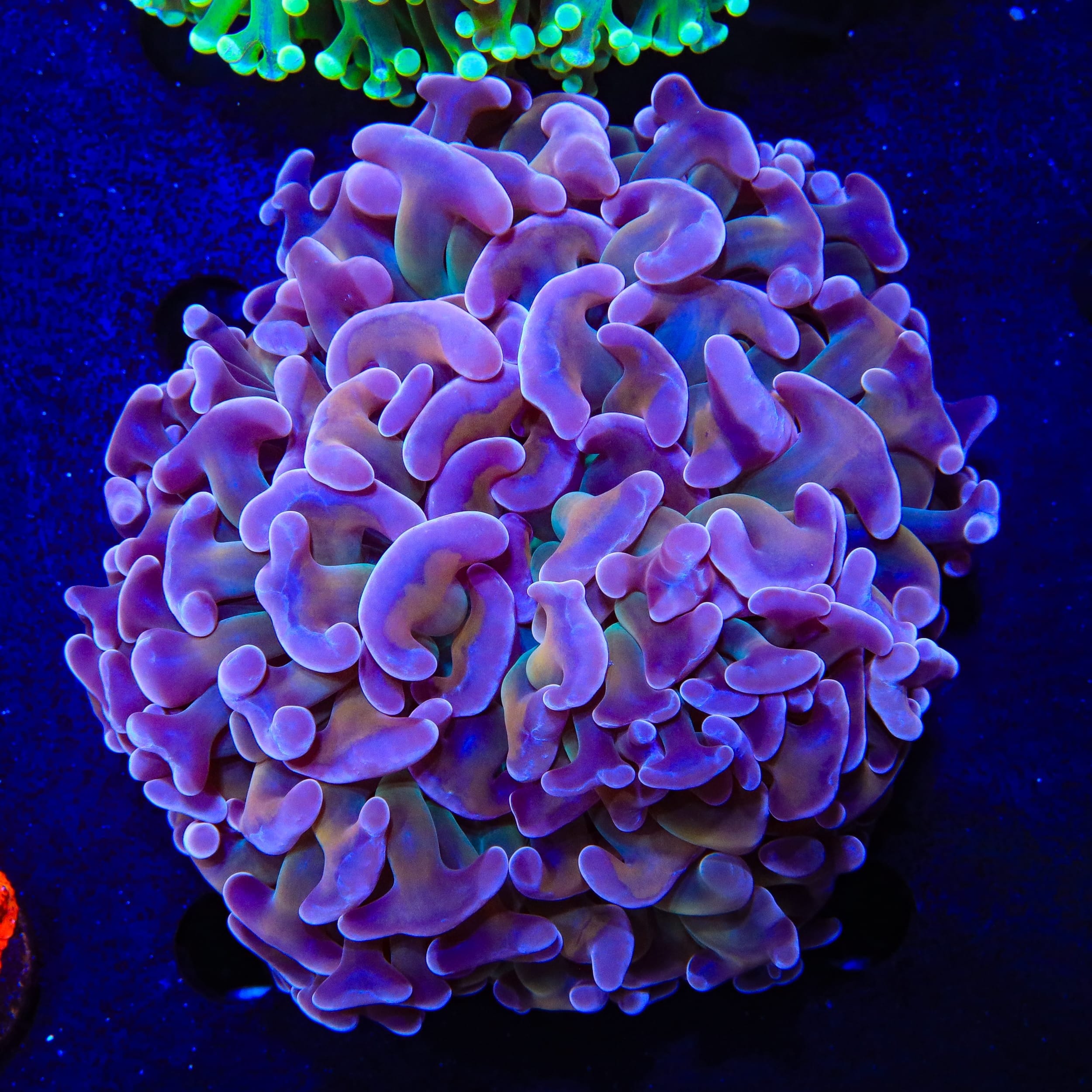 Rainbow Hammer Colony Coral