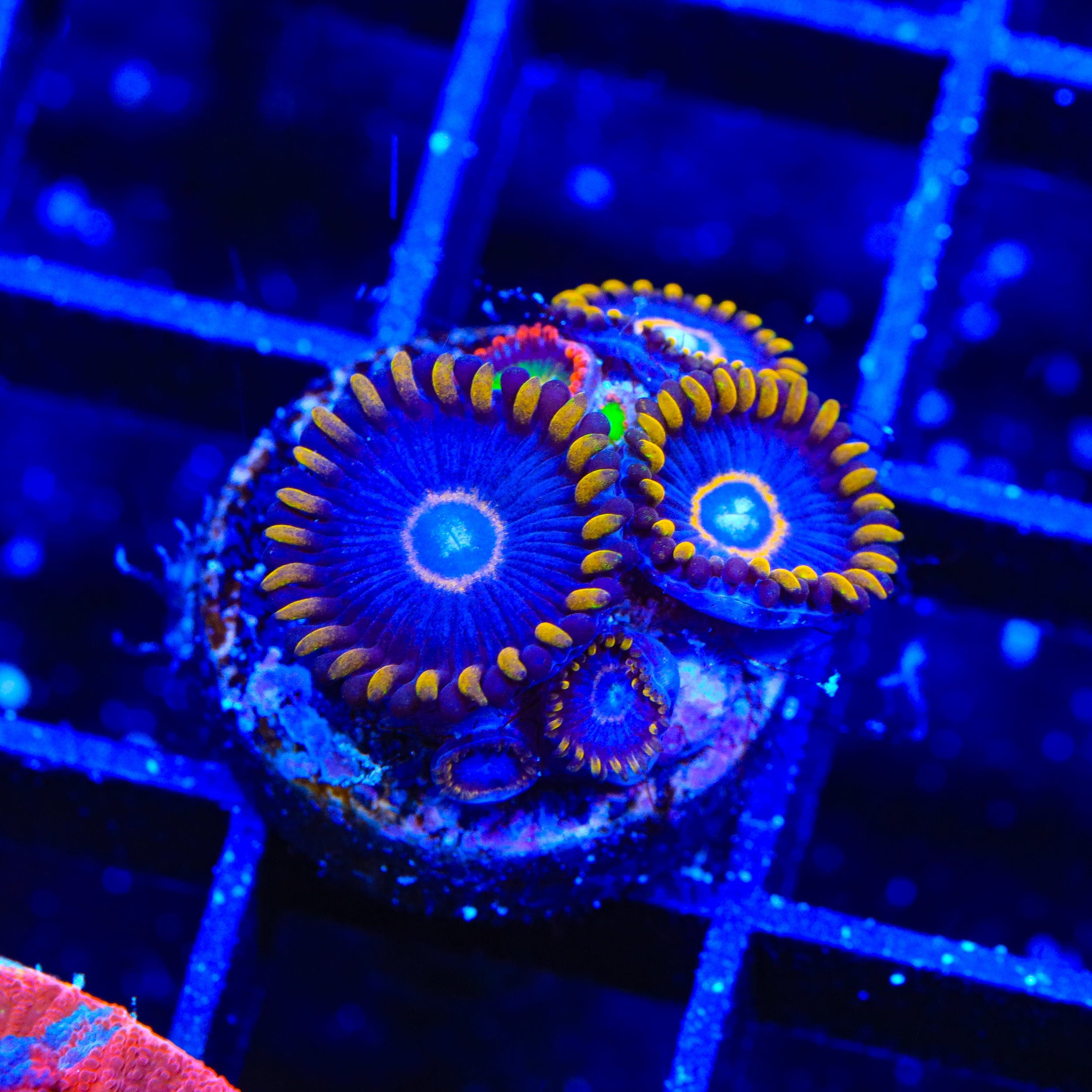Rainbow Hornet Zoanthids Coral