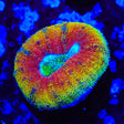 Rainbow Lobophyllia Coral