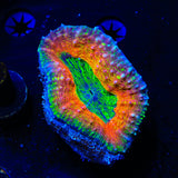 Rainbow Lobophyllia Coral