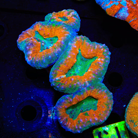 Rainbow Lobophyllia Coral