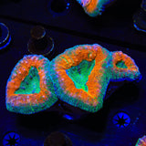 Rainbow Lobophyllia Coral