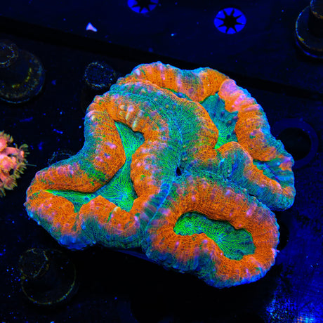 Rainbow Lobophyllia Coral