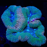 Rainbow Lobophyllia Coral