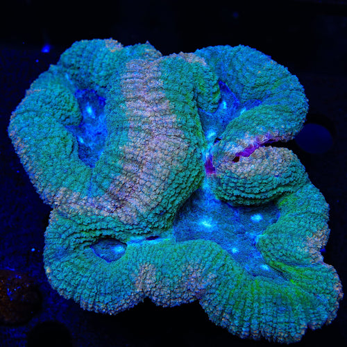 Rainbow Lobophyllia Coral