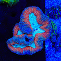 Rainbow Lobophyllia Coral