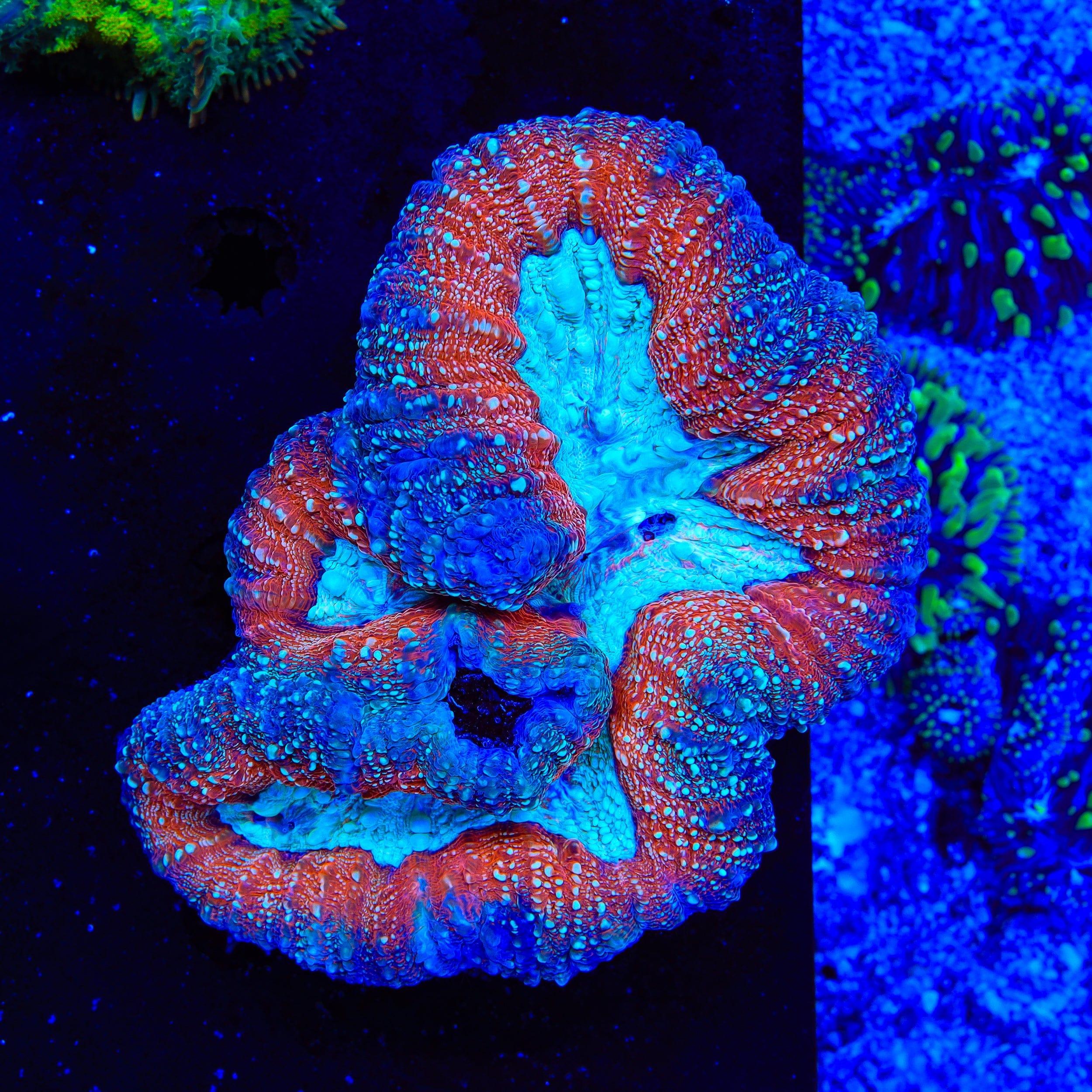 Rainbow Lobophyllia Coral