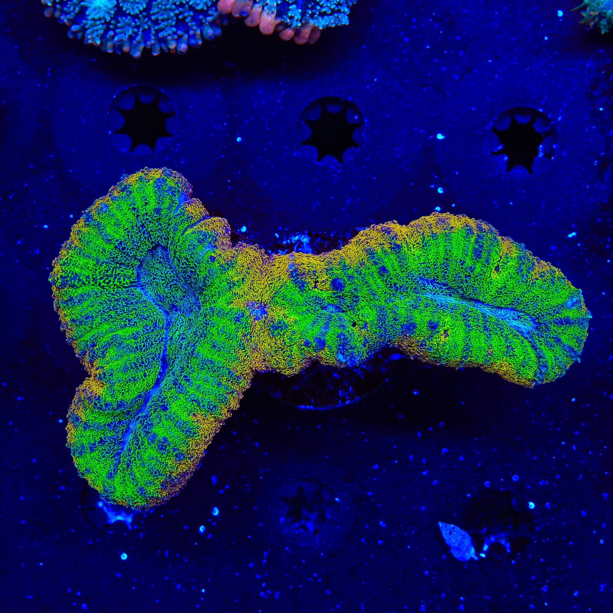 Rainbow Lobophyllia Coral