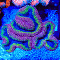 Rainbow Lobophyllia Coral