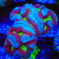 Rainbow Lobophyllia Coral
