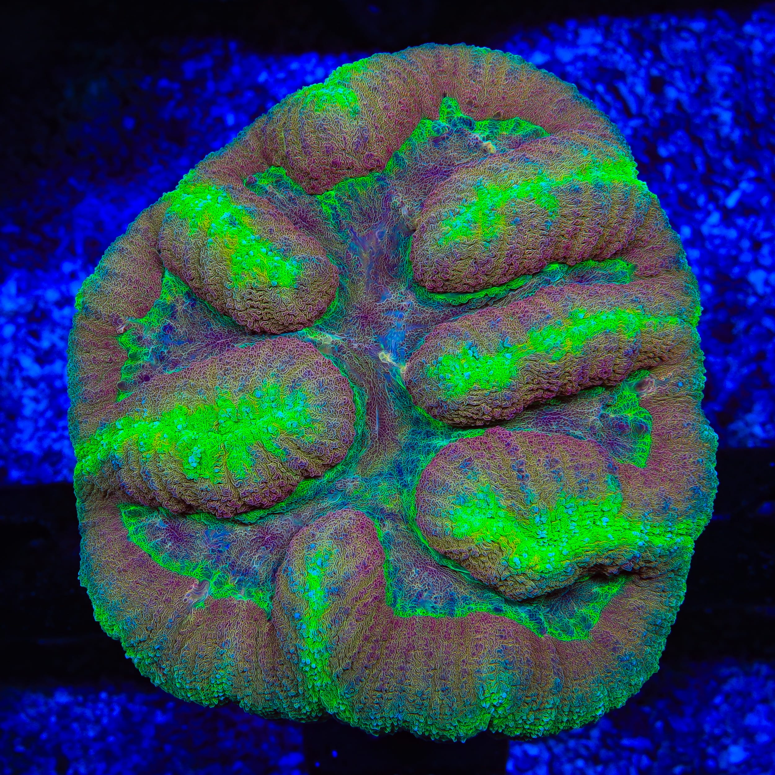 Rainbow Lobophyllia Coral