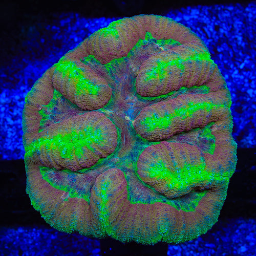 Rainbow Lobophyllia Coral