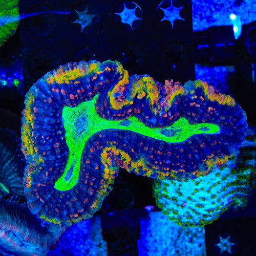 Rainbow Lobophyllia Coral